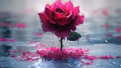 Beautiful:7o-Bzxfznts= Flowers Rose