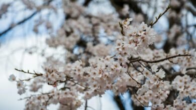 code awakens echoes resound