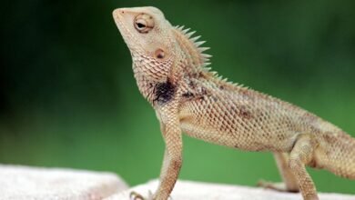 code development progression unfolds