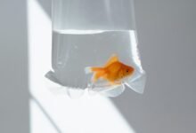 transitioning from uncertainty to understanding