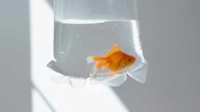 transitioning from uncertainty to understanding