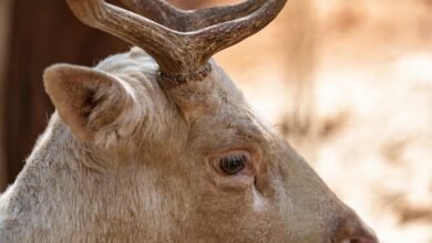 institutional identifier oversight profile